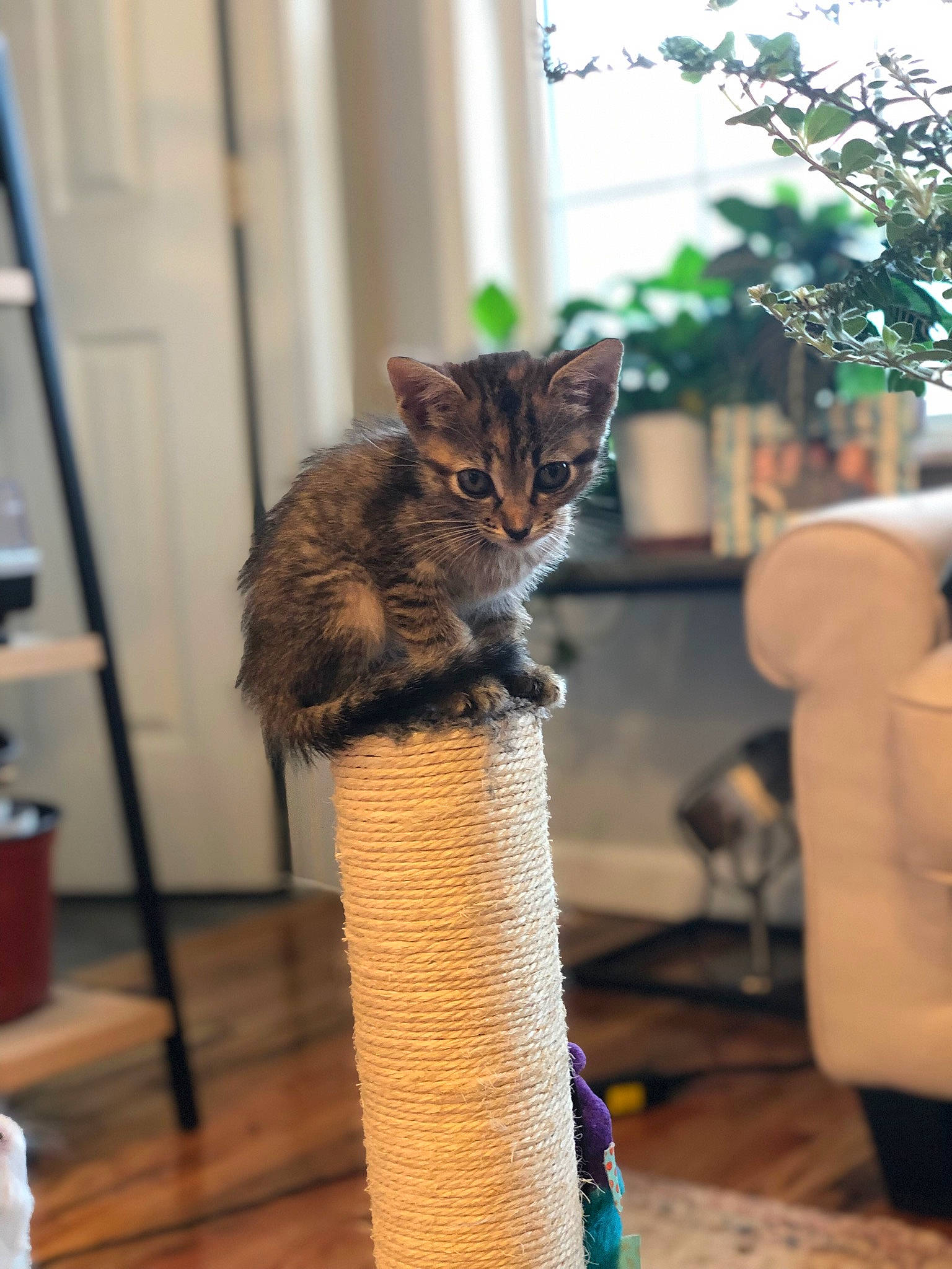 Sage joined the competition — help win amazing prizes! carnivore, cat, cat_furniture, claw, domestic_short_haired_cat, door, fawn, felidae, fur, plant, sitting, small_to_medium_sized_cats, snout, tail, terrestrial_animal, tree, whiskers, wildlife, window, wood