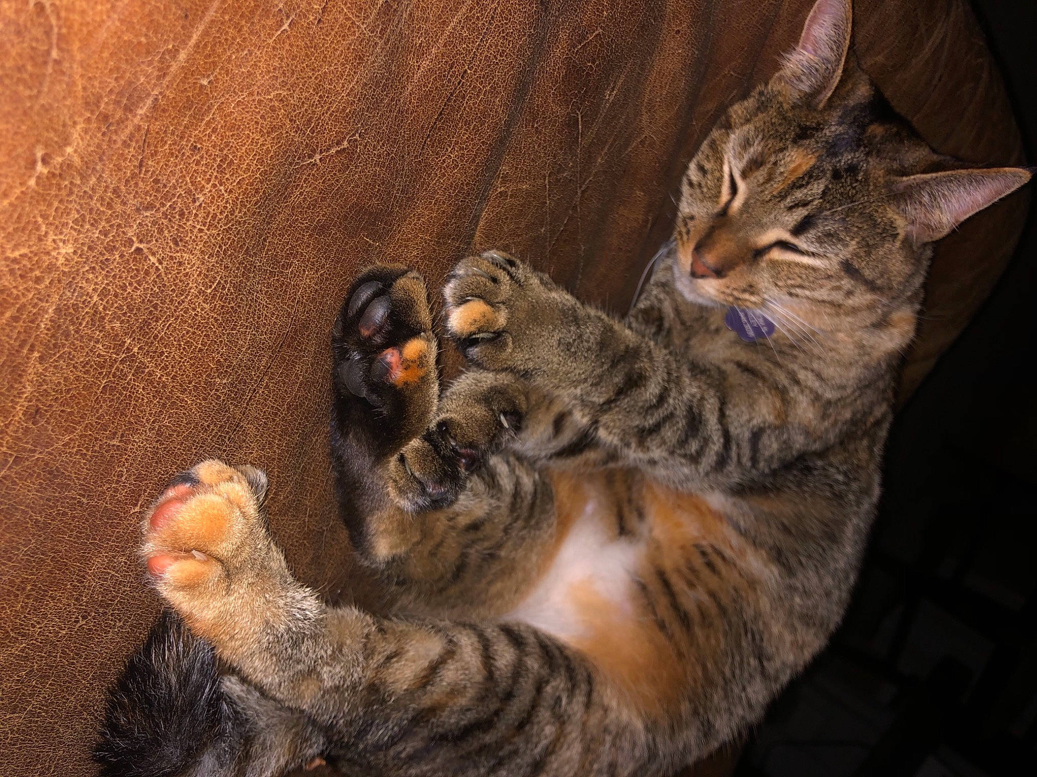 Sage is registered to the contest to win money with this photo: carnivore, cat, claw, comfort, darkness, domestic_short_haired_cat, eye, fawn, felidae, foot, fur, paw, sitting, small_to_medium_sized_cats, snout, tail, terrestrial_animal, whiskers, wildlife