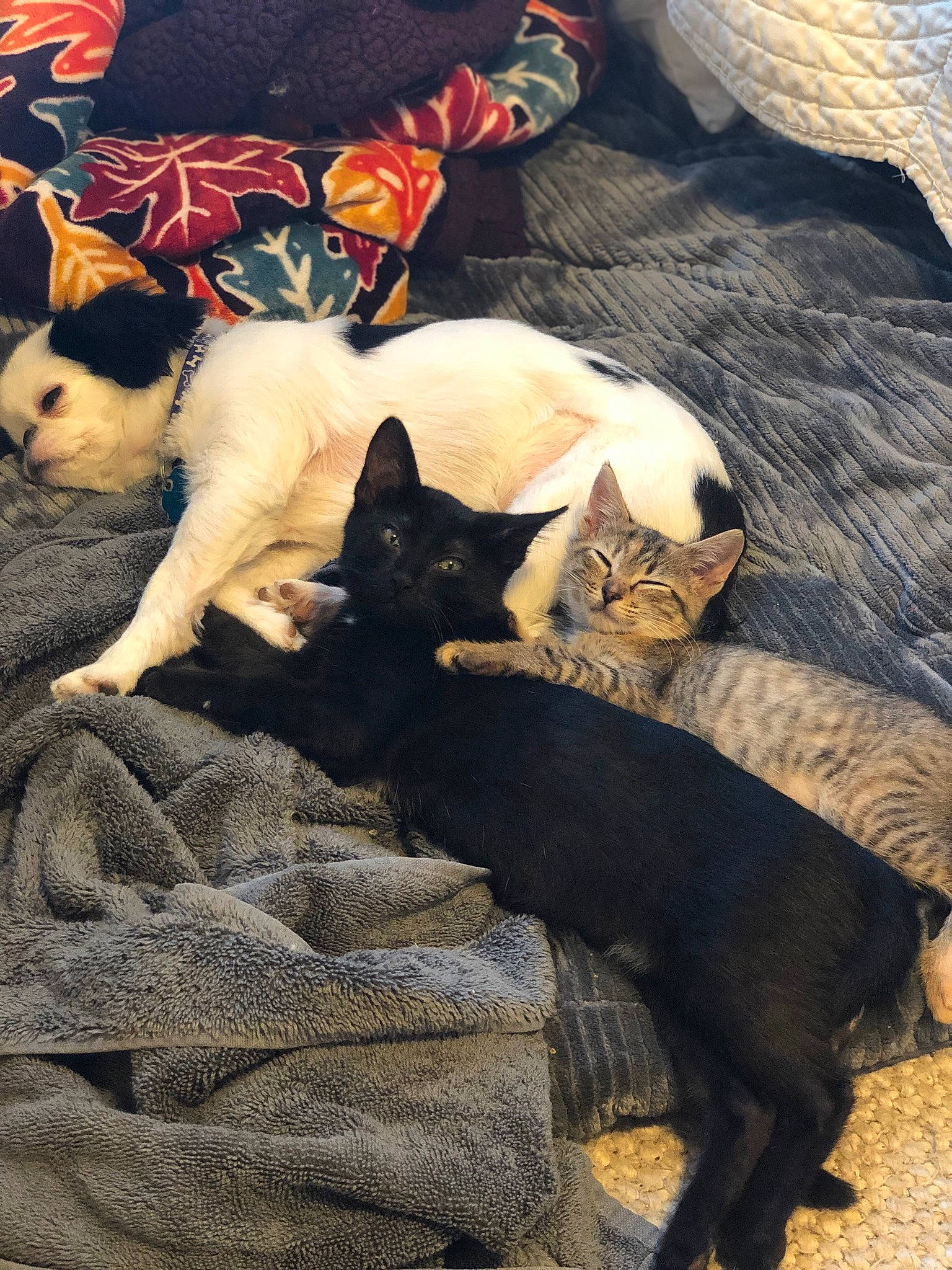 Sage is registered to the contest to win money with this photo: bedding, bombay, brown, carnivore, cat, comfort, companion_dog, dog_breed, fawn, felidae, fur, grey, linens, mammal, small_to_medium_sized_cats, snout, tail, tints_and_shades, vertebrate, whiskers