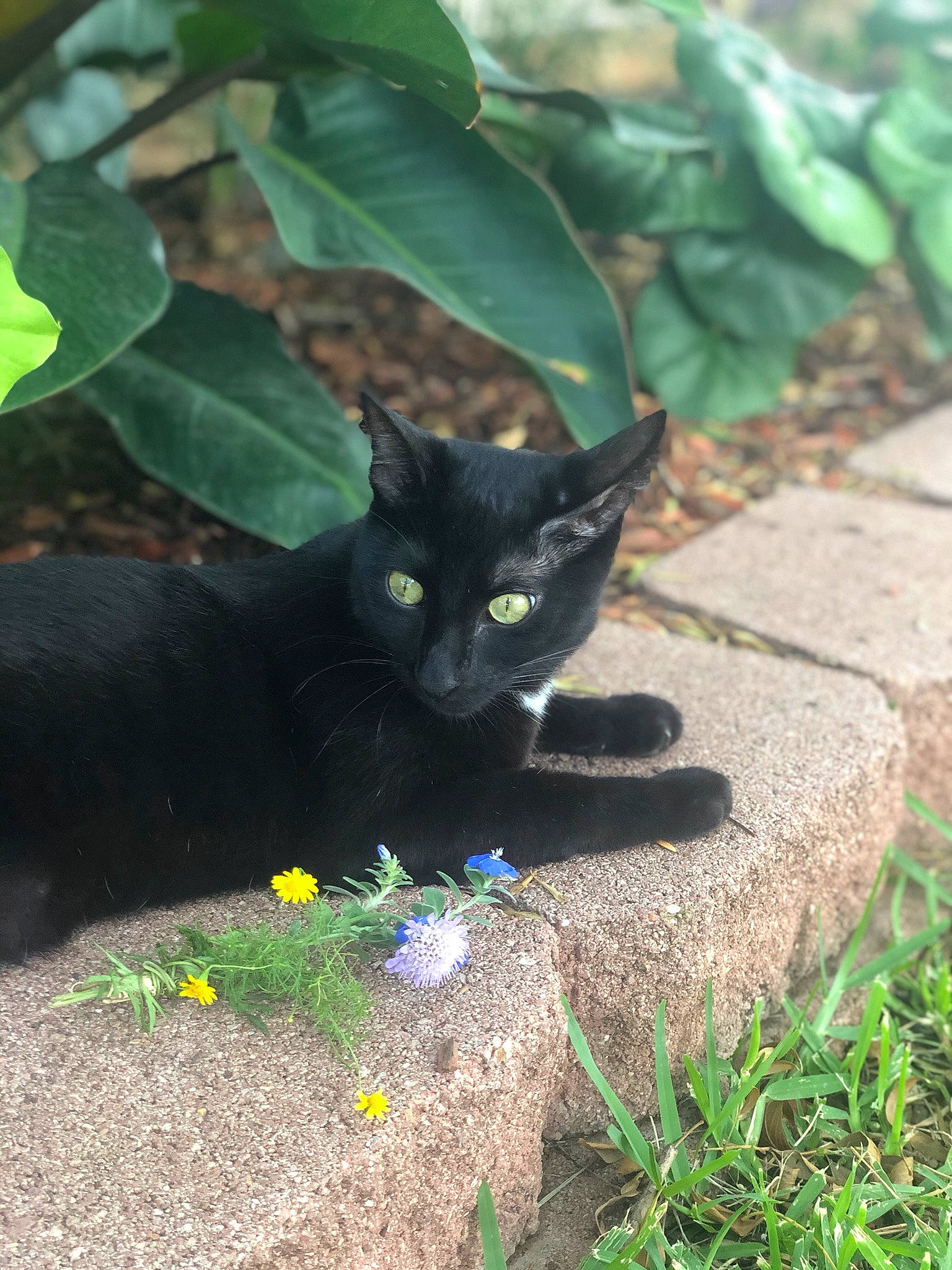 Fern joined the competition — help win amazing prizes! black_cat, bombay, botany, carnivore, cat, domestic_short_haired_cat, felidae, flower, grass, groundcover, leaf, plant, shrub, small_to_medium_sized_cats, snout, tail, terrestrial_animal, tints_and_shades, vertebrate, whiskers