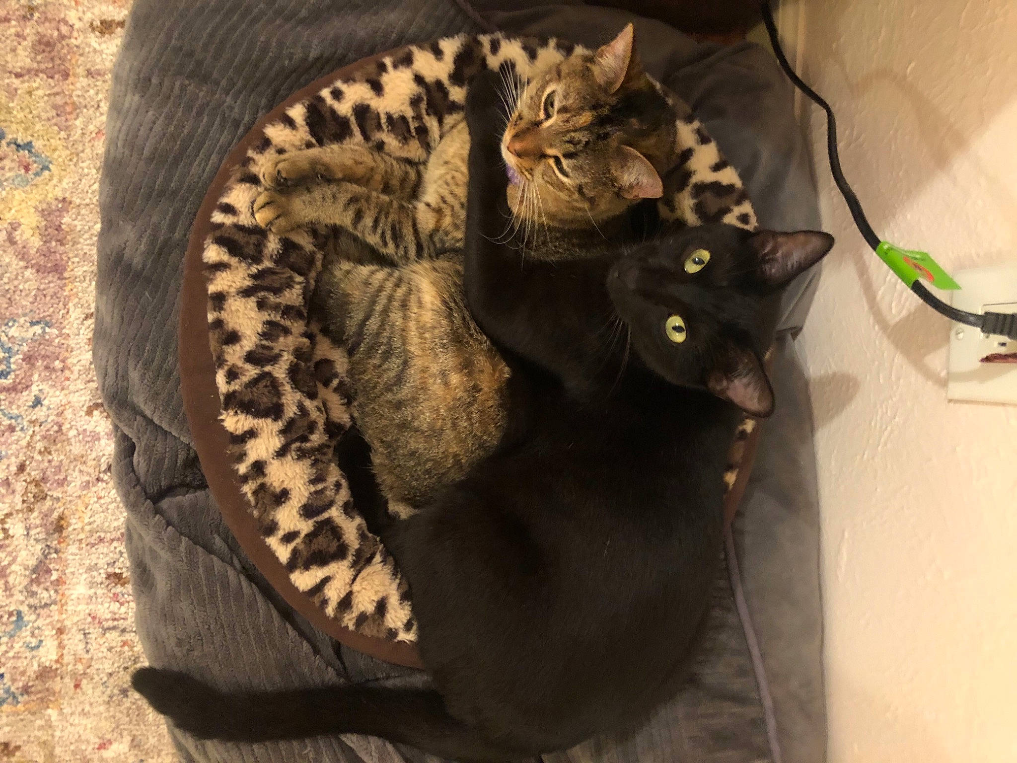 Fern joined the competition — help win amazing prizes! automotive_tire, black_cat, carnivore, cat, cat_bed, cat_furniture, claw, comfort, domestic_short_haired_cat, felidae, fur, paw, sitting, small_to_medium_sized_cats, snout, tail, terrestrial_animal, tire, tree, whiskers