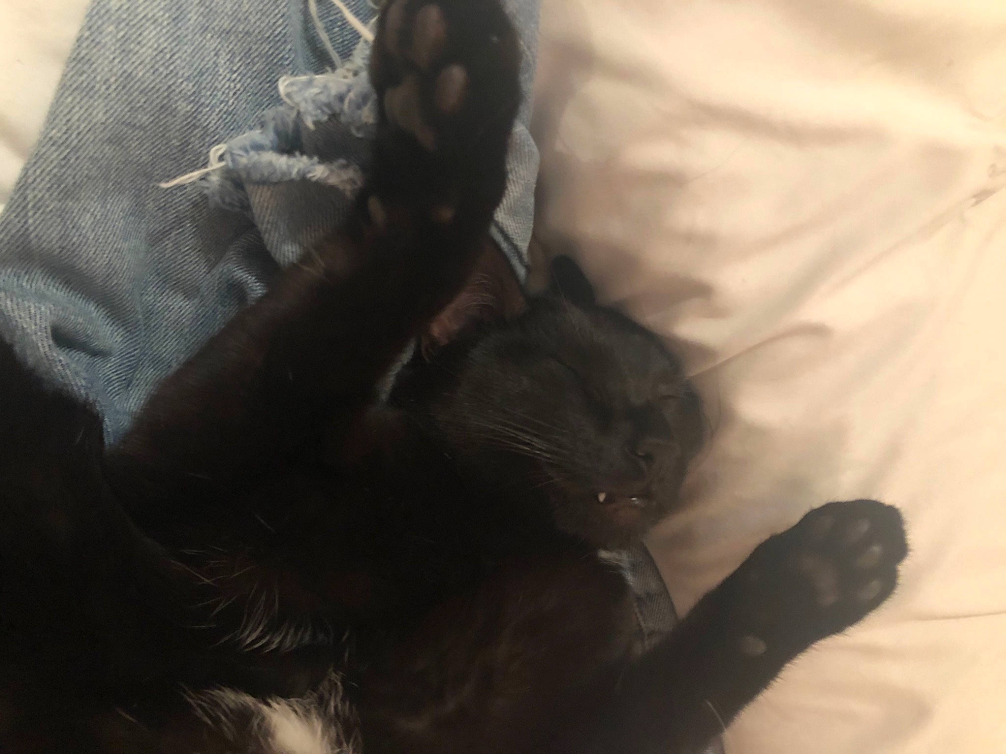 Fern joined the competition — help win amazing prizes! black_cat, carnivore, cat, claw, comfort, companion_dog, dog_breed, domestic_short_haired_cat, felidae, finger, fur, gesture, grey, human_leg, paw, sleeve, small_to_medium_sized_cats, snout, tail, whiskers