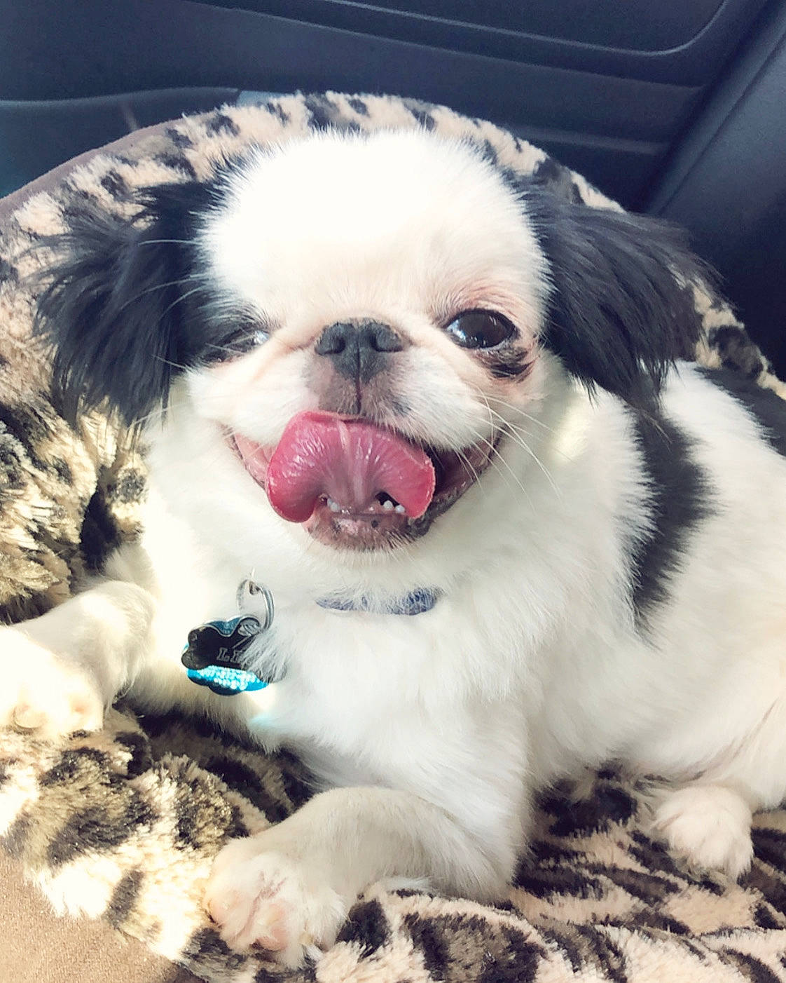 Leo joined the competition — help win amazing prizes! canidae, carnivore, comfort, companion_dog, dog, dog_breed, fawn, flesh, fur, happy, non_sporting_group, paw, puppy, snout, sporting_group, terrestrial_animal, toy_dog, whiskers, working_animal, wrinkle