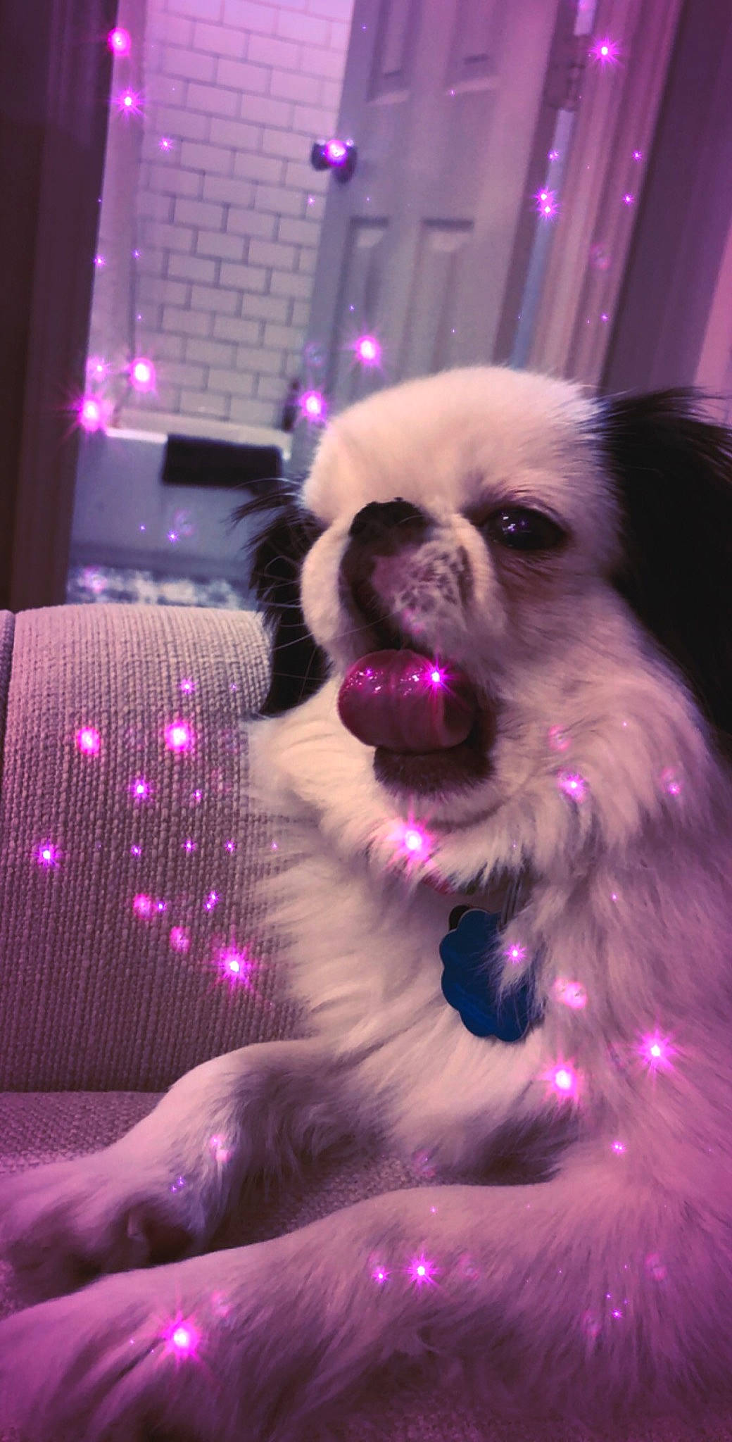 Leo joined the competition — help win amazing prizes! carnivore, companion_dog, dog, dog_breed, dog_supply, event, eye, fawn, fur, light, lighting, magenta, pekingese, pink, purple, snout, toy_dog, violet, whiskers, working_animal