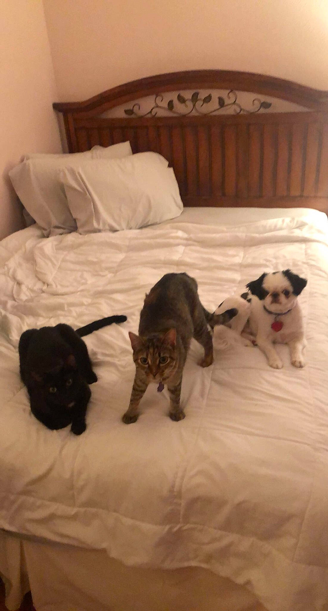 Leo is registered to the contest to win money with this photo: brown, carnivore, cat, comfort, companion_dog, dog, dog_breed, fawn, felidae, floor, flooring, grey, hardwood, linens, mammal, small_to_medium_sized_cats, tail, vertebrate, whiskers, working_animal