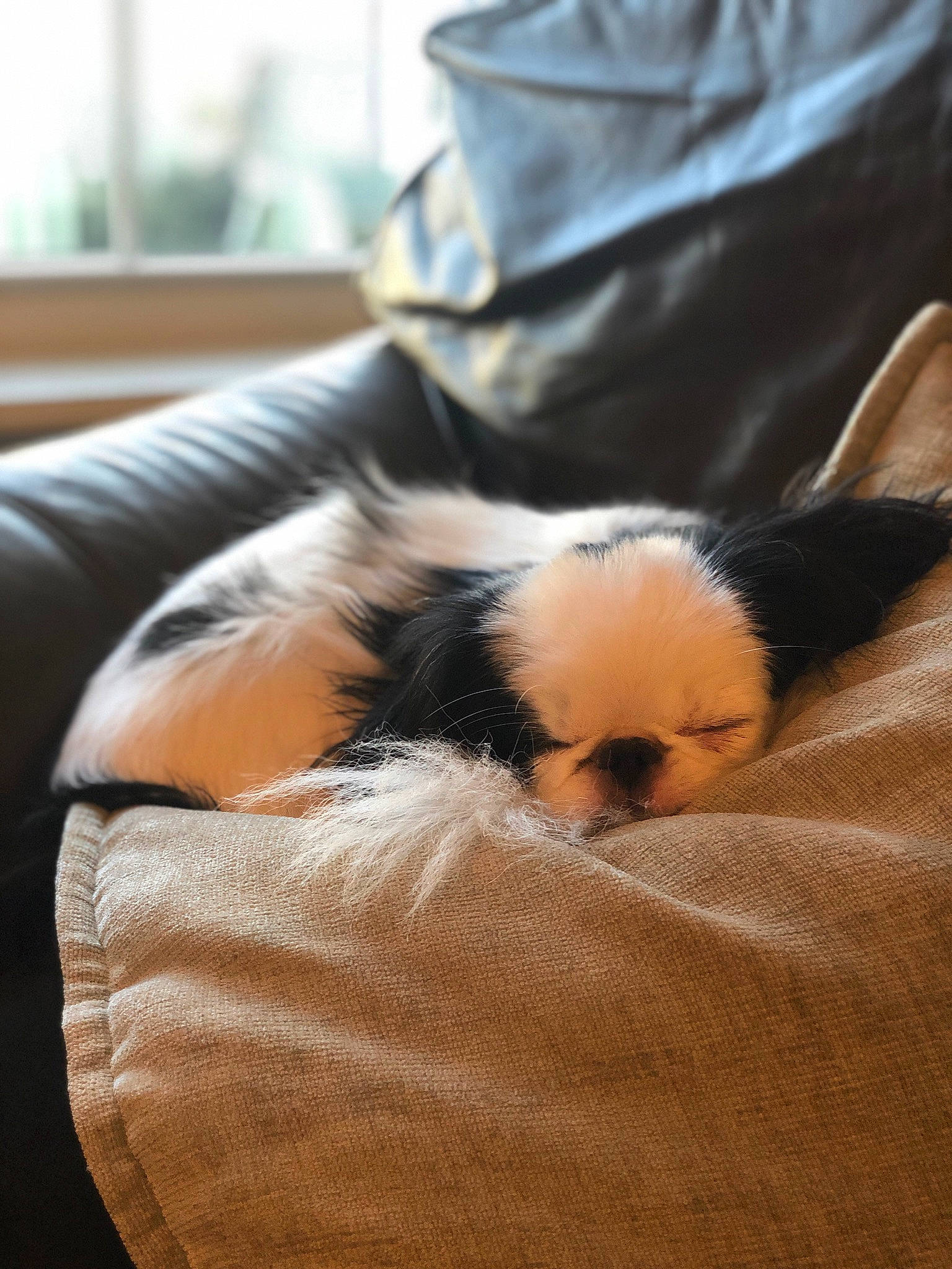 Leo is registered to the contest to win money with this photo: carnivore, comfort, companion_dog, couch, dog, dog_breed, fawn, felidae, fur, linens, nap, orange, paw, room, sleep, small_to_medium_sized_cats, tail, terrestrial_animal, toy_dog, whiskers