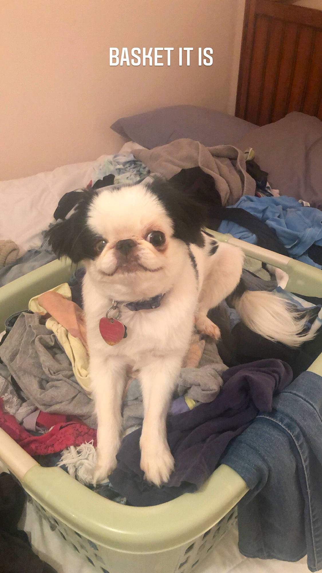 Leo joined the competition — help win amazing prizes! canidae, carnivore, chair, comfort, companion_dog, dog, dog_breed, dog_supply, fang, fawn, fur, non_sporting_group, pet_supply, puppy, recipe, snout, sporting_group, toy_dog, working_animal