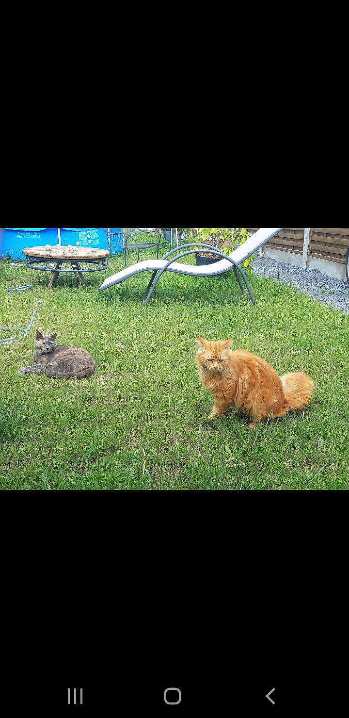 Leffe a rejoint le concours — aidez-le/la à gagner de superbes lots ! carnivore, cat, fawn, felidae, fur, garden, grass, grassland, groundcover, landscape, lawn, natural_landscape, pasture, plant, rectangle, small_to_medium_sized_cats, tail, terrestrial_animal, whiskers, wildlife