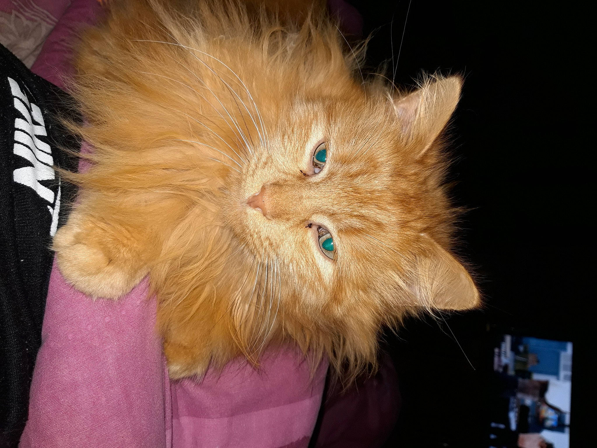 Garfield participe au concours pour gagner de l'argent avec cette photo : art, box, british_longhair, carnivore, cat, comfort, ear, fawn, felidae, fur, liver, paw, persian, small_to_medium_sized_cats, snout, tail, terrestrial_animal, whiskers