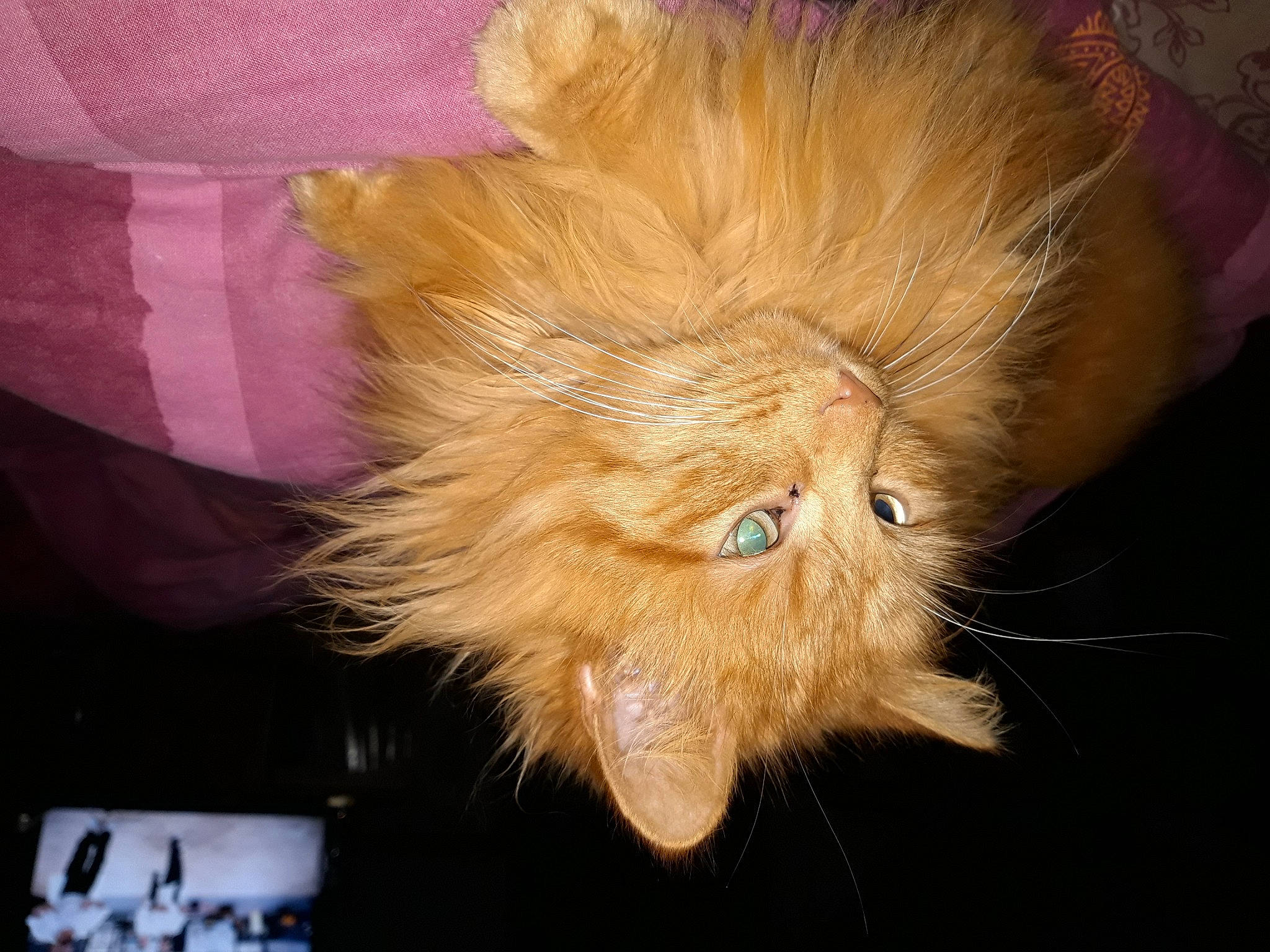 Garfield participe au concours pour gagner de l'argent avec cette photo : carnivore, cat, claw, eye, fashion_accessory, fawn, felidae, fur, liver, magenta, small_to_medium_sized_cats, snout, tail, terrestrial_animal, whiskers, working_animal