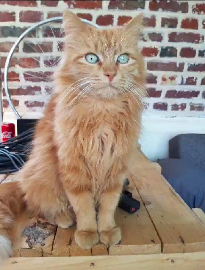 Garfield participe au concours pour gagner de l'argent avec cette photo : box, british_longhair, carnivore, cat, claw, domestic_short_haired_cat, fawn, felidae, flooring, fur, hardwood, maine_coon, paw, sitting, small_to_medium_sized_cats, snout, tail, terrestrial_animal, whiskers, wood