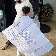 Pablo a rejoint le concours — aidez-le/la à gagner de superbes lots ! american_bulldog, american_pit_bull_terrier, american_staffordshire_terrier, bull_and_terrier, canidae, carnivore, companion_dog, dog, dog_breed, fawn, mammal, non_sporting_group, pit_bull, rare_breed_dog, snout, staffordshire_bull_terrier, vertebrate