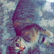 Kali a rejoint le concours — aidez-le/la à gagner de superbes lots ! carnivoran, cat, cat_like_mammal, fauna, fur, kitten, small_to_medium_sized_cats, tail, whiskers