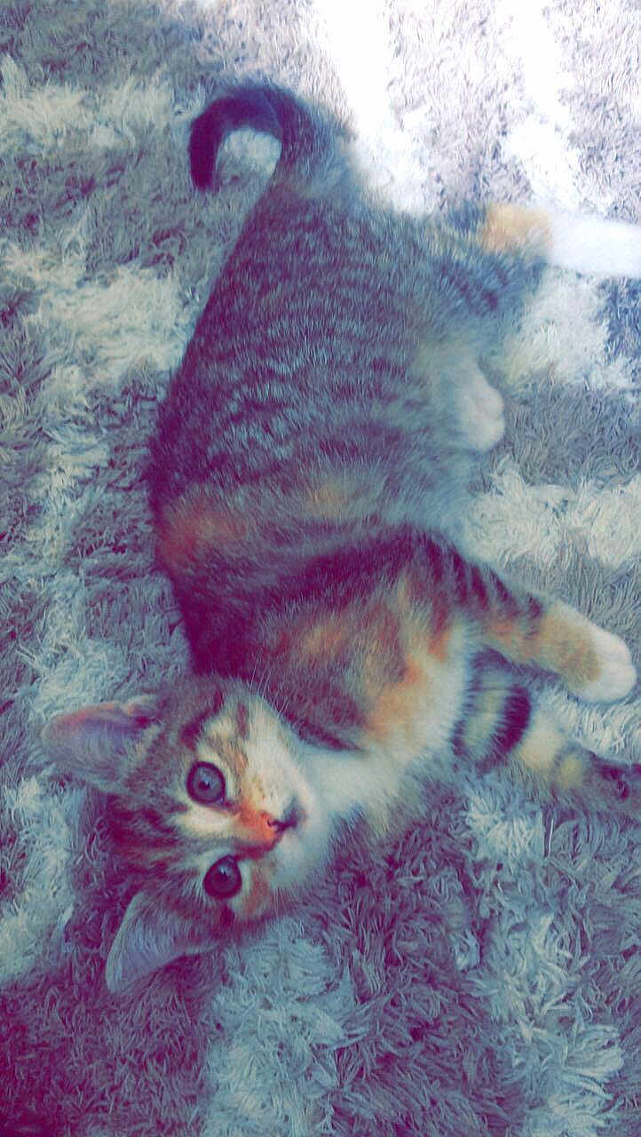 Kali