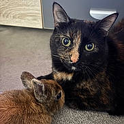 Kiéra participe au concours pour gagner de l'argent avec cette photo : cat, rabbit, bunny, animal, pet, carpet, indoor, closeup, fur, ears, eyes, wooden_cabinet, brown, black, tortoiseshell, curious, cozy, companion, floor, soft