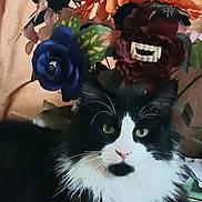 Phantom joined the competition — help win amazing prizes! artificial_flowers, black_and_white_cat, bouquet, cat, chrysanthemum, closeup, curtain_background, fake_teeth, feline, flowers, green_eyes, indoor, long_hair, paws, pet, portrait, roses, table, whiskers, wood_table