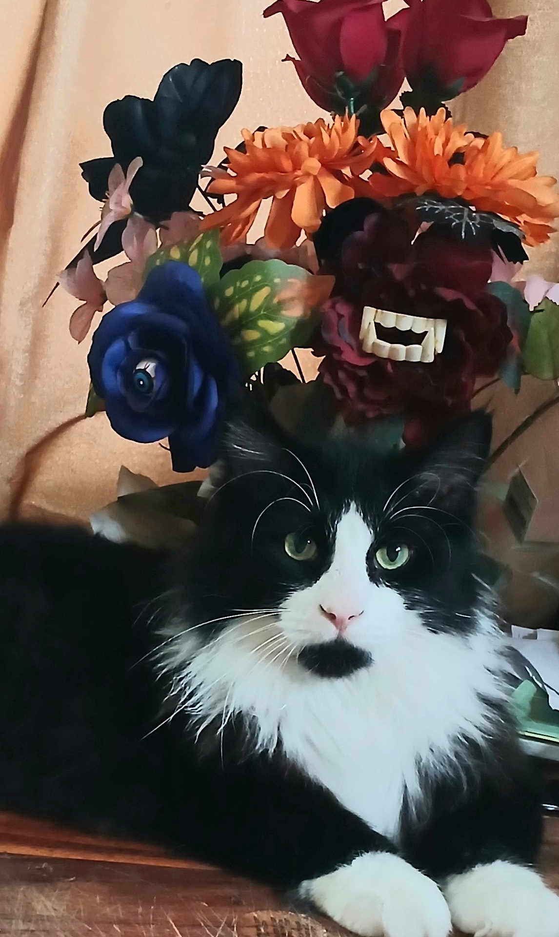 Phantom joined the competition — help win amazing prizes! artificial_flowers, black_and_white_cat, bouquet, cat, chrysanthemum, closeup, curtain_background, fake_teeth, feline, flowers, green_eyes, indoor, long_hair, paws, pet, portrait, roses, table, whiskers, wood_table