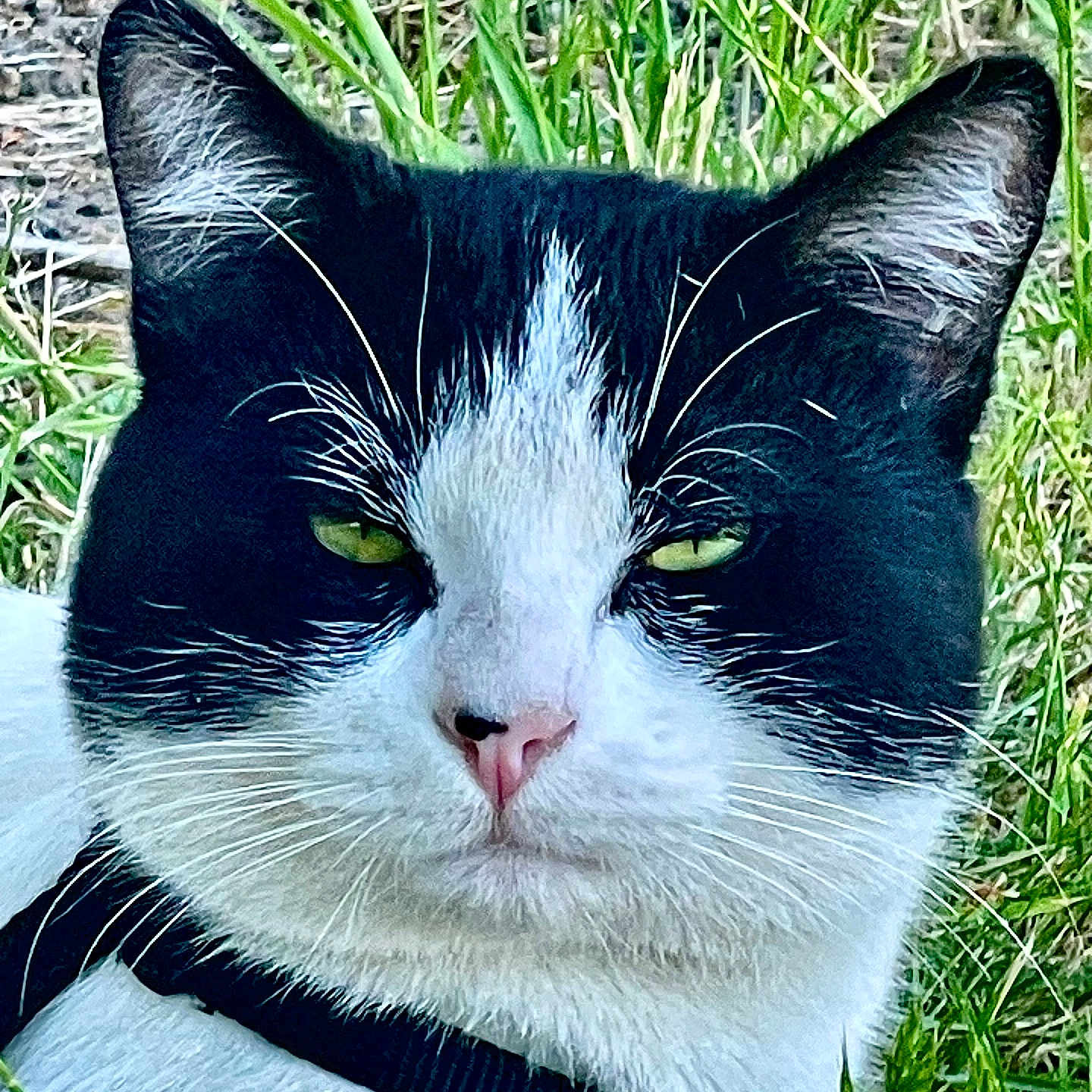 Dennis The Menace joined the competition — help win amazing prizes! abyssinian, accessories, angora, animal, blackcat, cat, collar, egyptiancat, field, grass, harness, kitten, lawn, leash, manx, pet, plant, siamese, snout, strap