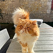 Milord participe au concours pour gagner de l'argent avec cette photo : cat, persian_cat, orange_cat, fluffy, outdoor, wooden_table, sunlight, stone_wall, curious, pet, animal, feline, close_up, domestic_cat, whiskers, tail, eyes, nature, daylight, garden