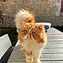 cat, persian_cat, orange_cat, fluffy, outdoor, wooden_table, sunlight, stone_wall, curious, pet, animal, feline, close_up, domestic_cat, whiskers, tail, eyes, nature, daylight, garden