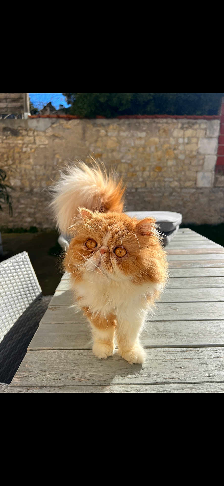 Milord participe au concours pour gagner de l'argent avec cette photo : cat, persian_cat, orange_cat, fluffy, outdoor, wooden_table, sunlight, stone_wall, curious, pet, animal, feline, close_up, domestic_cat, whiskers, tail, eyes, nature, daylight, garden