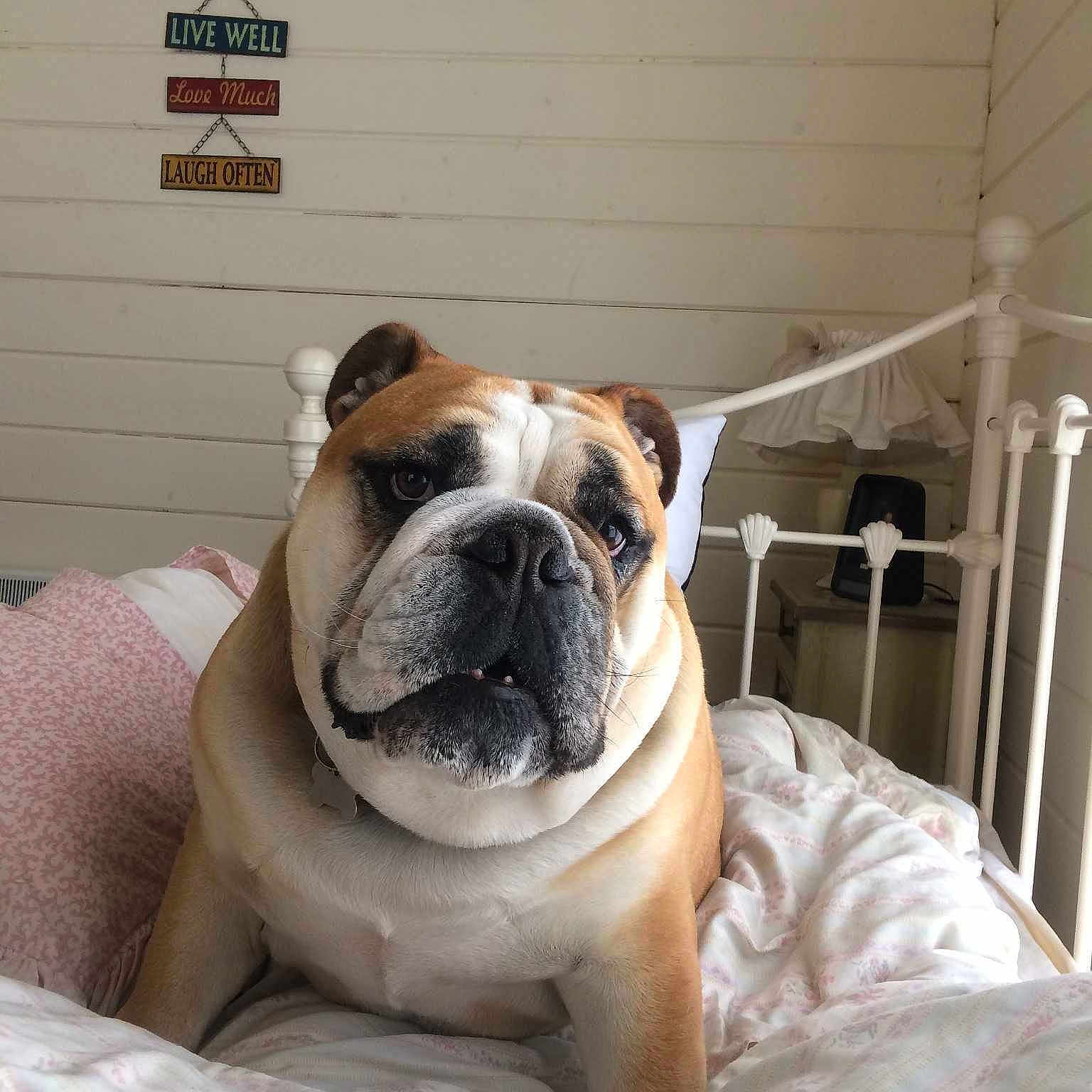 Gorgeous George