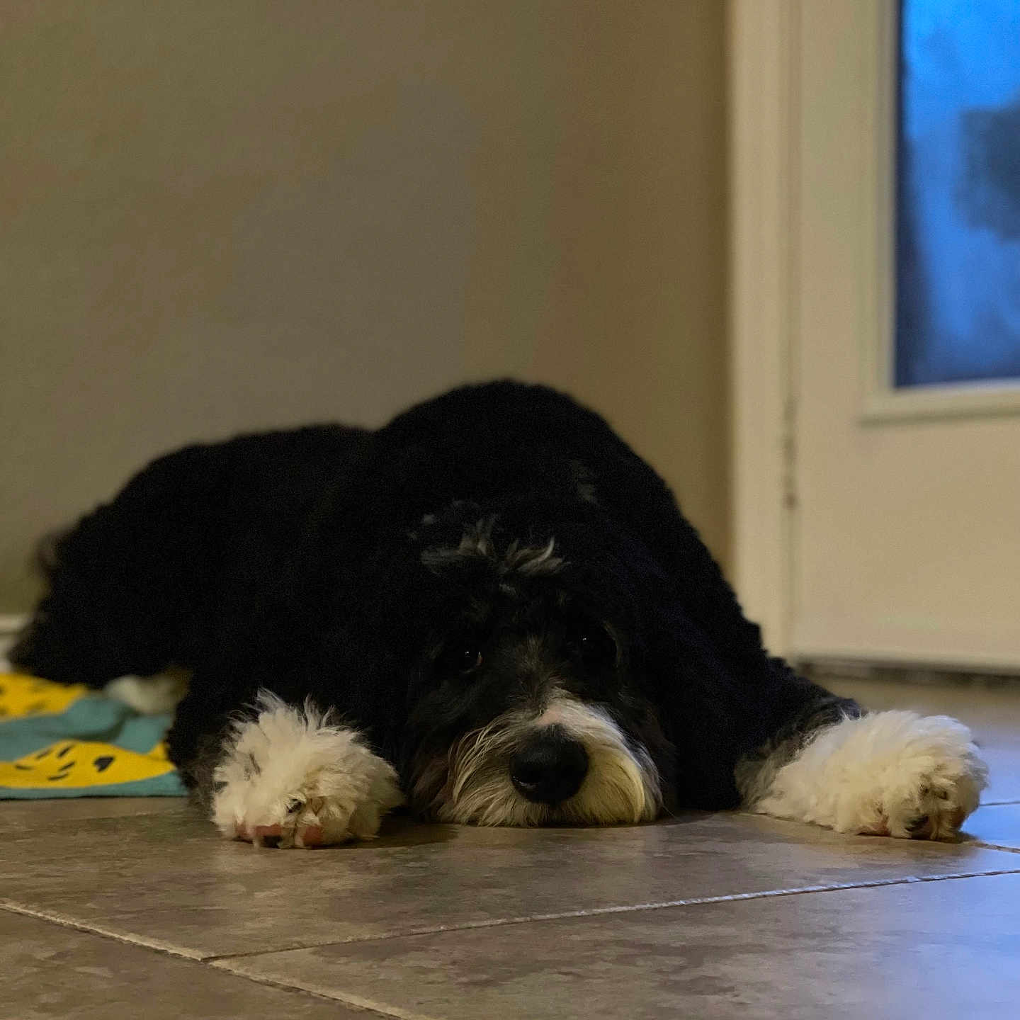 Millie is registered to the contest to win money with this photo: animal, architecture, building, bulldog, canine, cockerspaniel, couch, dog, furniture, hardwood, hound, indoors, livingroom, pet, poodle, puppy, room, terrier, whitedog, wood