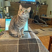 Lucy joined the competition — help win amazing prizes! animal, basket, cat, cozy, curious, exercise_equipment, furniture, home, indoor, keyboard, lamp, laptop, living_room, pet, rug, tabby, table, technology, wall_art, wood_floor