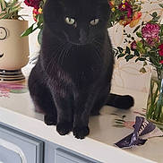 Minette participe au concours pour gagner de l'argent avec cette photo : black_cat, cat, pet, animal, sitting, indoors, countertop, cabinet, flowers, bouquet, roses, plants, mirror, home_decor, furniture, portrait, frontal_view, long_tail, black_fur, still_life