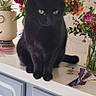 black_cat, cat, pet, animal, sitting, indoors, countertop, cabinet, flowers, bouquet, roses, plants, mirror, home_decor, furniture, portrait, frontal_view, long_tail, black_fur, still_life