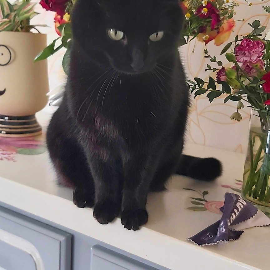Minette participe au concours pour gagner de l'argent avec cette photo : black_cat, cat, pet, animal, sitting, indoors, countertop, cabinet, flowers, bouquet, roses, plants, mirror, home_decor, furniture, portrait, frontal_view, long_tail, black_fur, still_life