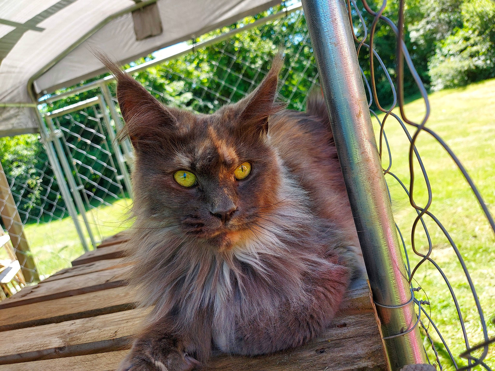 Paloma participe au concours pour gagner de l'argent avec cette photo : animal_shelter, black_cat, carnivore, cat, domestic_short_haired_cat, fawn, felidae, fur, grass, mammal, plant, small_to_medium_sized_cats, snout, tail, terrestrial_animal, tree, vertebrate, whiskers, window, wood