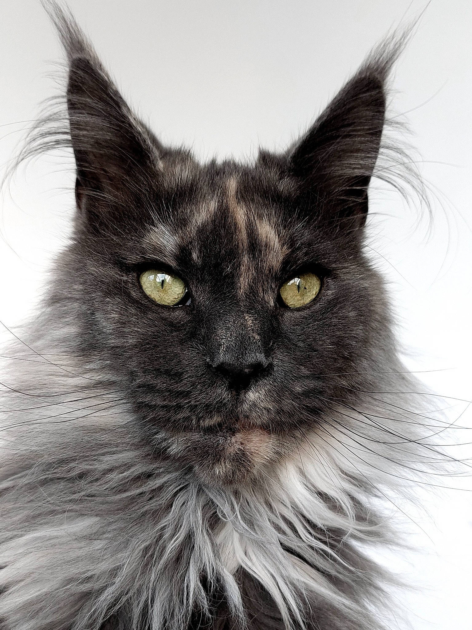 Paloma a rejoint le concours — aidez-le/la à gagner de superbes lots ! black_cat, british_longhair, carnivore, cat, close_up, domestic_short_haired_cat, eye, felidae, fur, grey, monochrome, monochrome_photography, small_to_medium_sized_cats, snout, terrestrial_animal, whiskers, window, working_animal