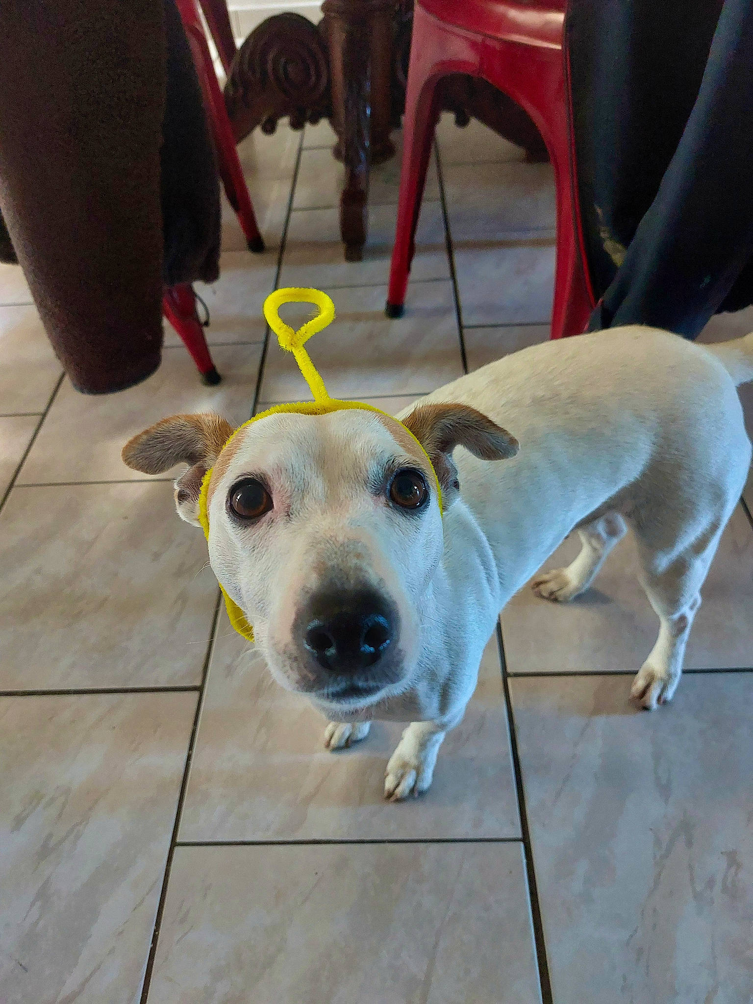 Nefy participe au concours pour gagner de l'argent avec cette photo : canidae, carnivore, chair, collar, companion_dog, dog, dog_breed, dog_collar, dog_supply, fawn, floor, flooring, metal, pet_supply, snout, tail, terrestrial_animal, tile_flooring, whiskers, working_animal