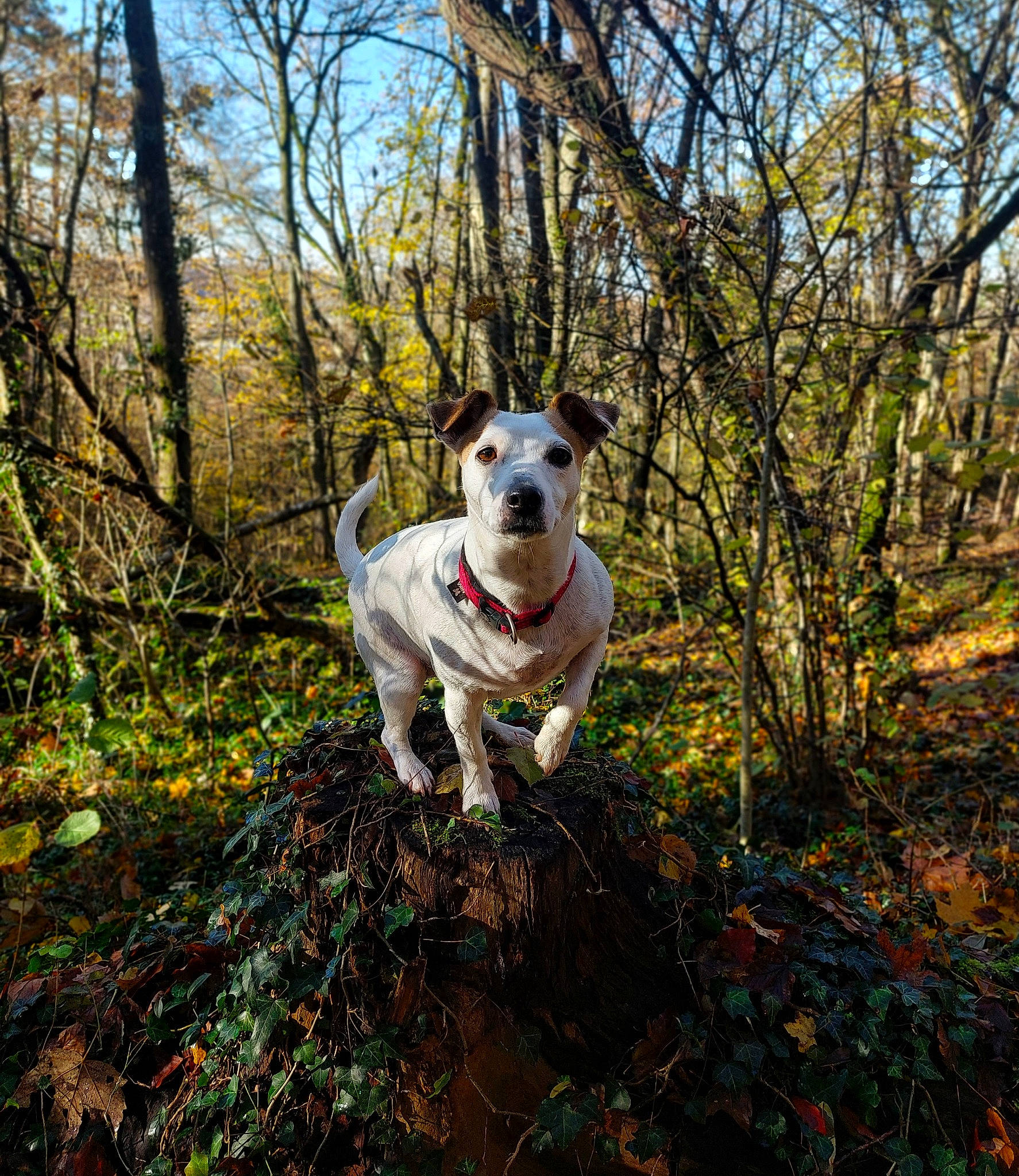 Nefy participe au concours pour gagner de l'argent avec cette photo : carnivore, companion_dog, dog, dog_breed, fawn, forest, grass, landscape, natural_landscape, plant, recreation, sky, soil, sporting_group, tail, tree, twig, walking, wood, woodland