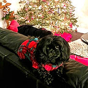 Georgia Grace joined the competition — help win amazing prizes! dog, black_dog, plaid_sweater, couch, leather_couch, christmas_tree, holiday_lights, reindeer_decoration, indoor, cozy, festive, decorations, living_room, carpet, table, pet, animal, fur, christmas, holiday