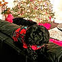 animal, black_dog, carpet, christmas, christmas_tree, couch, cozy, decorations, dog, festive, fur, holiday, holiday_lights, indoor, leather_couch, living_room, pet, plaid_sweater, reindeer_decoration, table