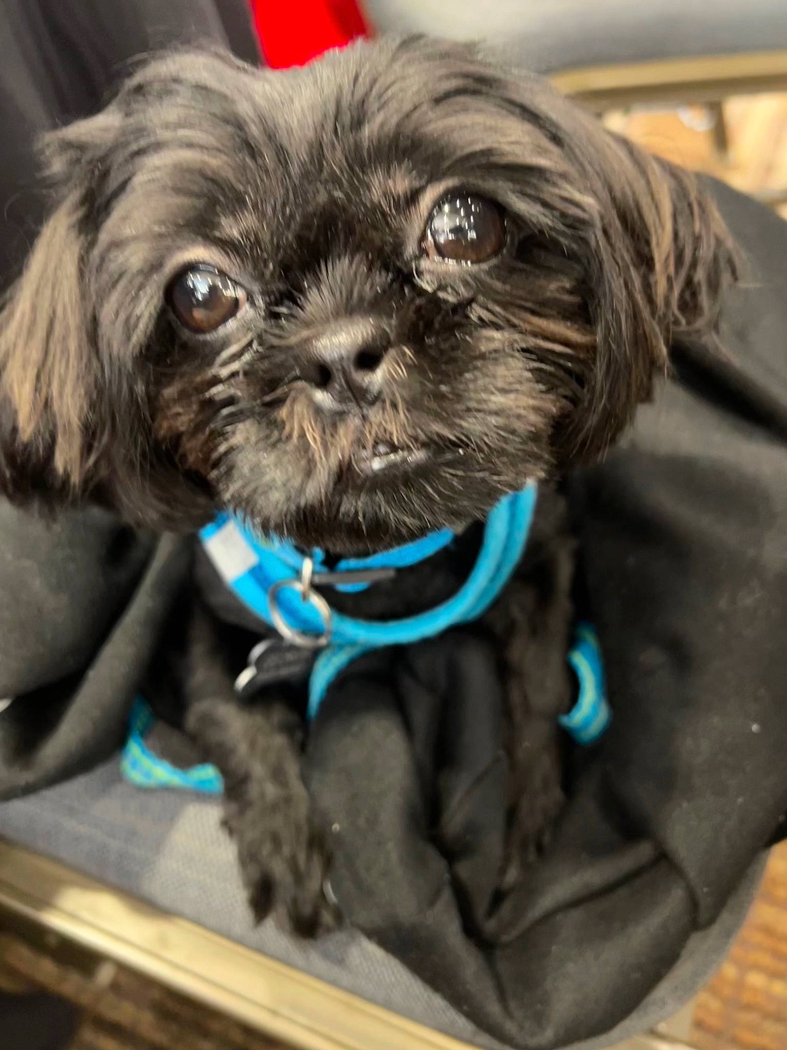 Georgia is registered to the contest to win money with this photo: carnivore, collar, companion_dog, dog, dog_breed, dog_collar, dog_supply, electric_blue, fawn, fur, hair, leash, liver, pet_supply, shih_tzu, snout, sporting_group, toy_dog, whiskers, working_animal