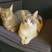 Swipi Et Tatouille participe au concours pour gagner de l'argent avec cette photo : animal, blue_eyes, cat, cats, chair, close_up, cushion, domestic, eyes, feline, front_paws, fur, green_eyes, indoor, looking, pet, pets, relaxed, whiskers, wicker