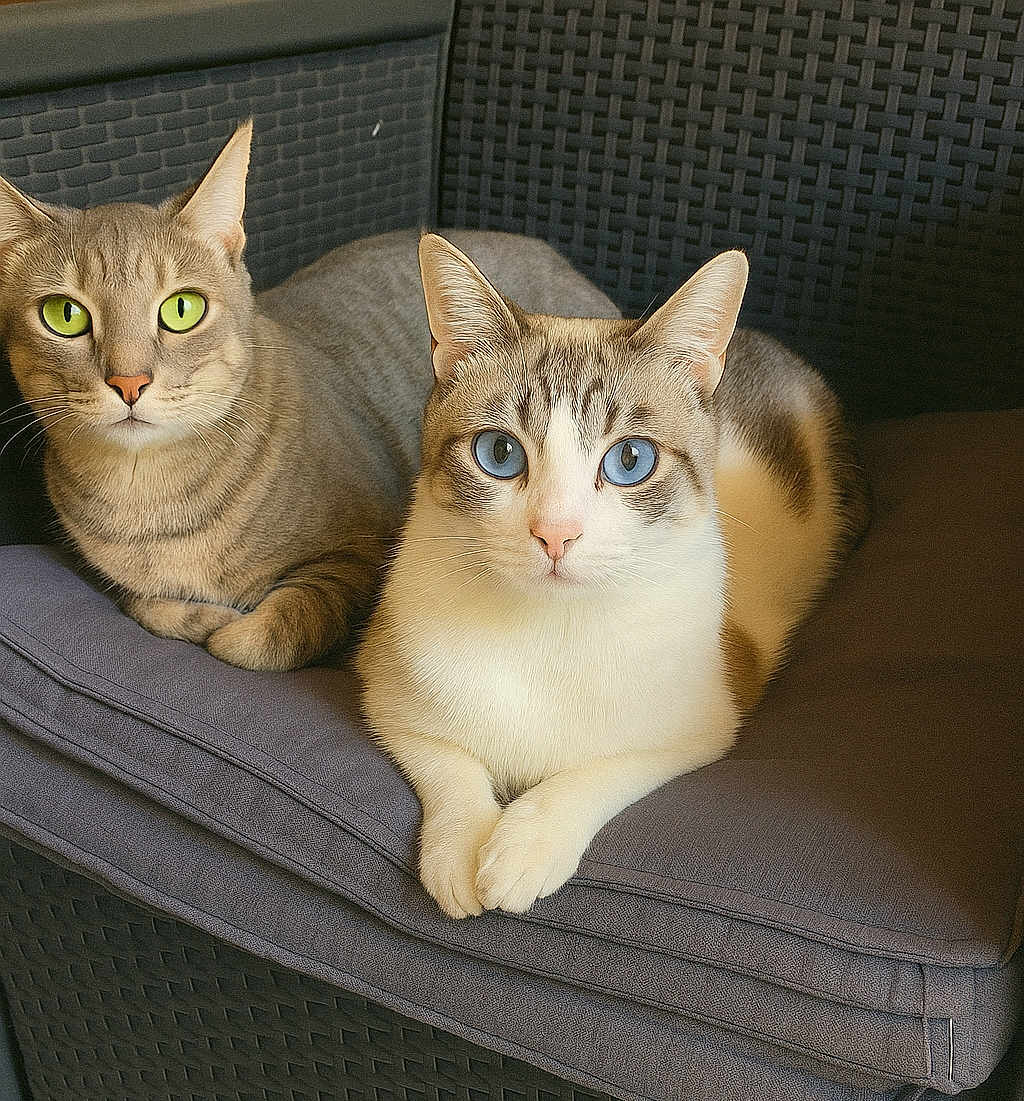 Swipi Et Tatouille participe au concours pour gagner de l'argent avec cette photo : animal, blue_eyes, cat, cats, chair, close_up, cushion, domestic, eyes, feline, front_paws, fur, green_eyes, indoor, looking, pet, pets, relaxed, whiskers, wicker