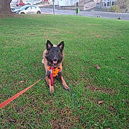 Vox a rejoint le concours — aidez-le/la à gagner de superbes lots ! animal, building, canine, car, daytime, dog, grass, greenery, happy, leash, nature, orange_harness, outdoor, park, pet, sidewalk, sitting, smiling, street, tree