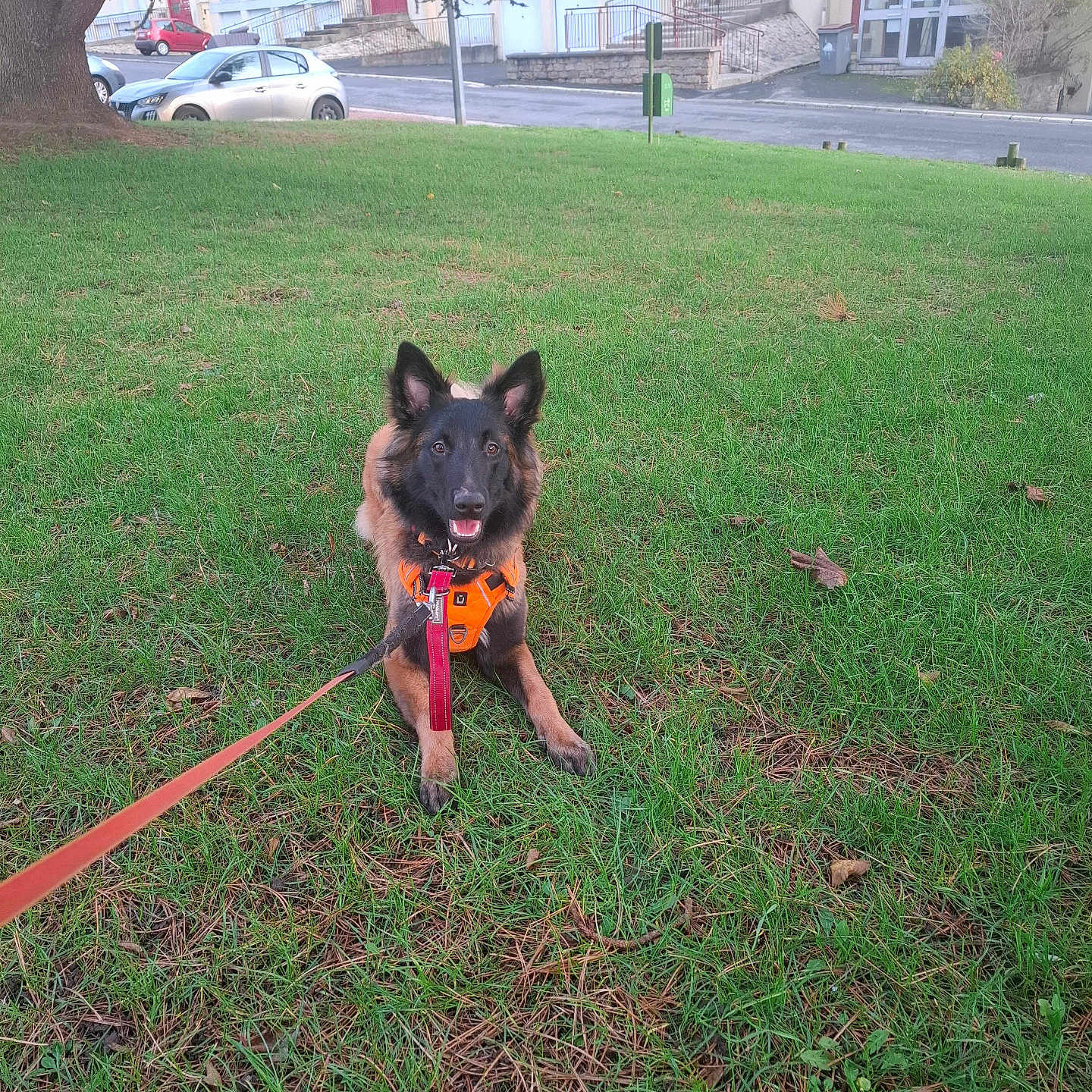 Vox a rejoint le concours — aidez-le/la à gagner de superbes lots ! animal, building, canine, car, daytime, dog, grass, greenery, happy, leash, nature, orange_harness, outdoor, park, pet, sidewalk, sitting, smiling, street, tree
