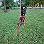 dog, leash, orange_harness, grass, park, trees, outdoor, pet, canine, sitting, nature, greenery, daylight, animal, ears_up, obedient, tongue_out, young_dog, open_space, sunlight