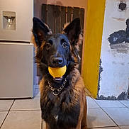 Vox a rejoint le concours — aidez-le/la à gagner de superbes lots ! ball, black_fur, brown_fur, canine, chain_collar, dog, ears_up, floor_tile, german_shepherd, household, indoor, looking_at_camera, magnet, pet, playing, refrigerator, rustic, sitting, wall, yellow_paint
