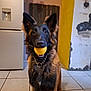 ball, black_fur, brown_fur, canine, chain_collar, dog, ears_up, floor_tile, german_shepherd, household, indoor, looking_at_camera, magnet, pet, playing, refrigerator, rustic, sitting, wall, yellow_paint