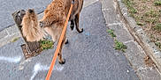 Vox a rejoint le concours — aidez-le/la à gagner de superbes lots ! canine, curb, daytime, dog, fur, grass, leash, leash_handle, nature, outdoor, parked_car, pet, playful, road, sidewalk, stick, street, tail, urban, walking