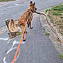 dog, leash, stick, sidewalk, grass, street, curb, walking, outdoor, pet, canine, fur, tail, road, urban, daytime, nature, parked_car, leash_handle, playful