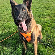 Vox participe au concours pour gagner de l'argent avec cette photo : animal, canine, dog, ears_up, field, fur, german_shepherd, grass, greenery, happy, leash, muzzle, nature, orange_harness, outdoor, pet, playful, sitting, sunny, tongue_out