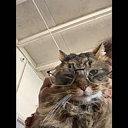 Milo Ve joined the competition — help win amazing prizes! cat, tabby_cat, glasses, whiskers, long_fur, fluffy, closeup, indoor, ceiling, hand_holding, human_partial, pet, portrait, brown_fur, face, eyewear, cute, mischievous, living_space, texture