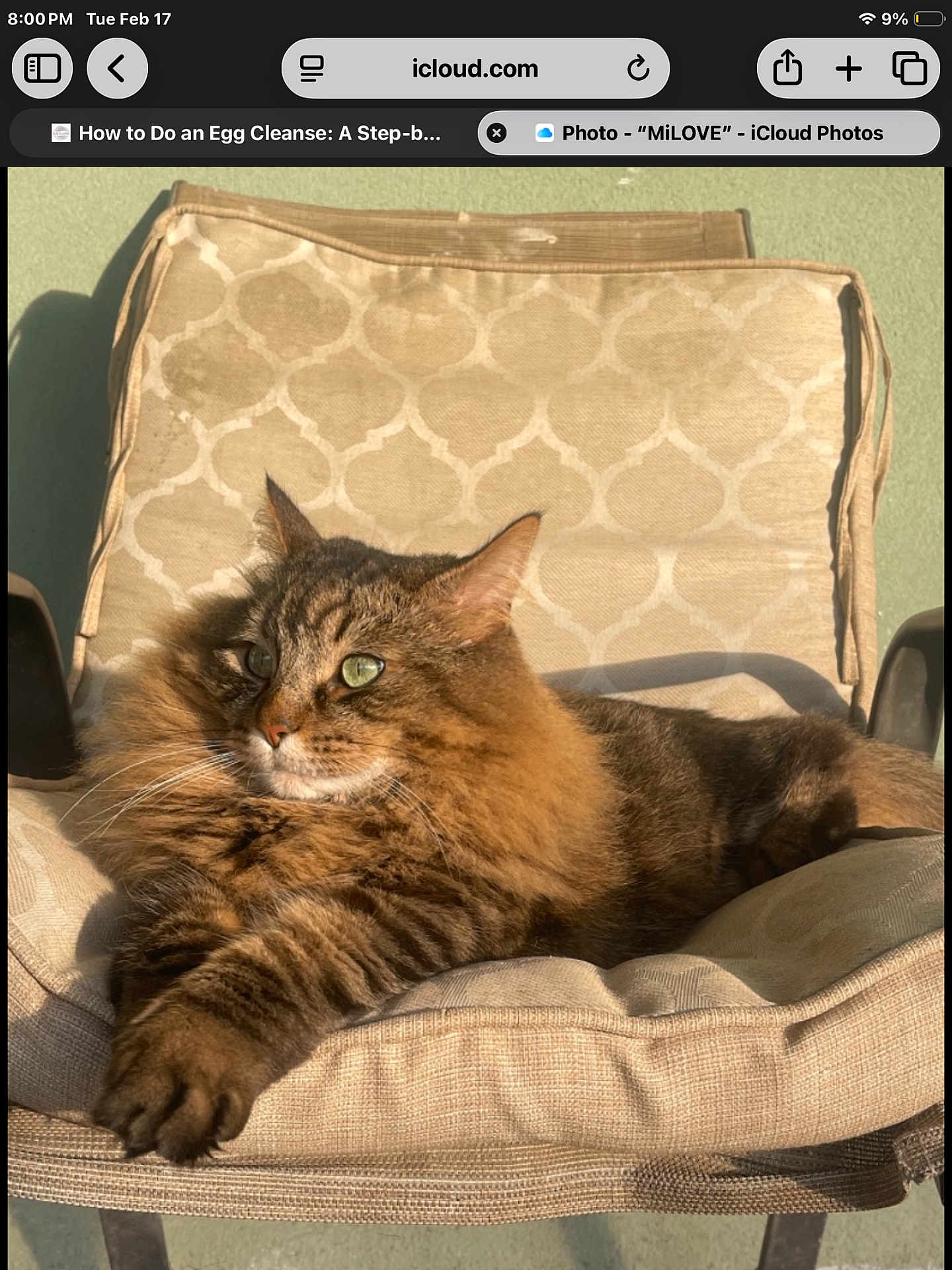 Milo Ve joined the competition — help win amazing prizes! cat, feline, pet, long_hair, green_eyes, whiskers, paw, fur, cushion, chair, upholstery, pattern, sunlight, shadow, lounging, relaxed, portrait, closeup, outdoor, domestic_pet